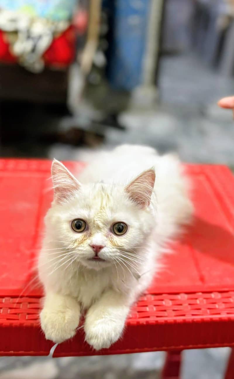 kittens 3