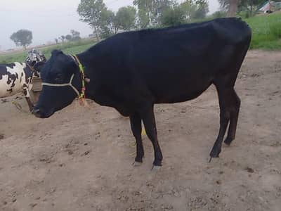 dono ko cros krwyaa hy