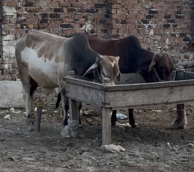3 Qurbani Bulls 03014649059
