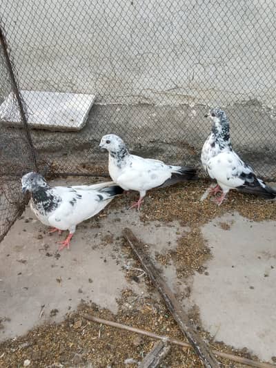 PEGIONS FOR SALE