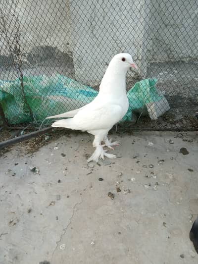 ONE FANCY MALE PEGIONS FOR SALE