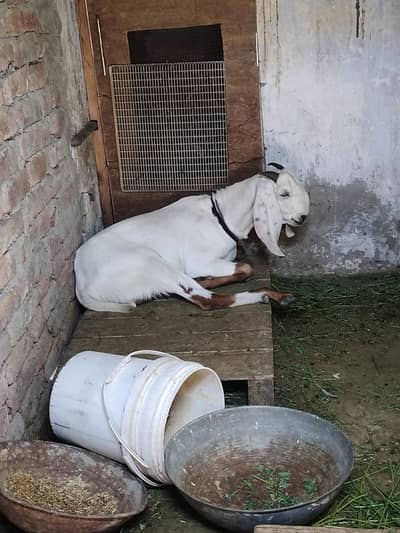top Quality 2 dant bakra