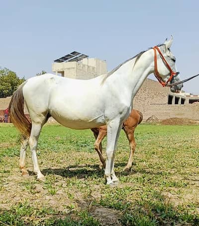 pure ravi breed ghori dawak Sath 5 din ki wacheri