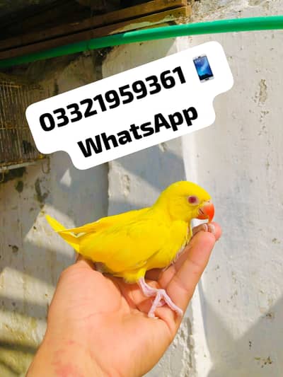 yellow Ringneck Chicks Available
