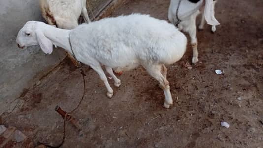 dhumbi (sheep)