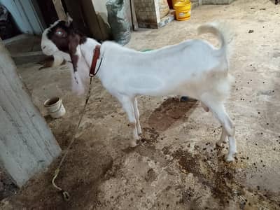 2 dant andoo bakra qurbani 2026