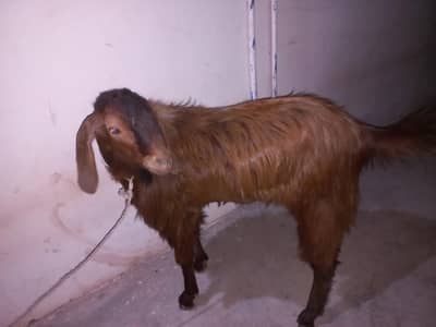 for sale