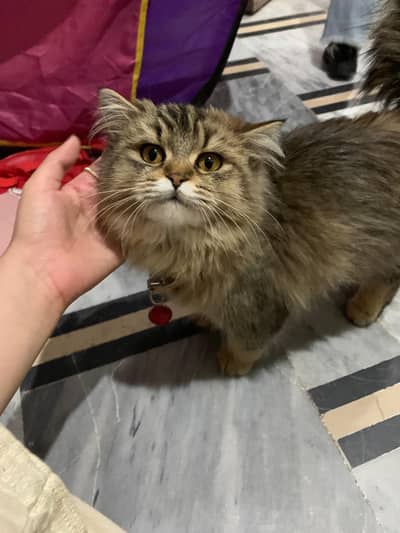 Triple coated Female persian cat Brown color