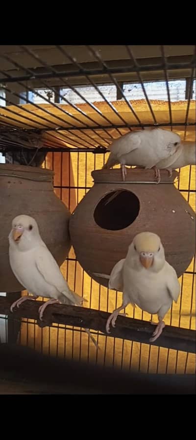 Albino Red Eyes Budgie 2 pair available