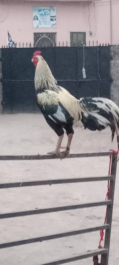 Ma Sha Allah  Murga  For sale location Gujrat  03144317210