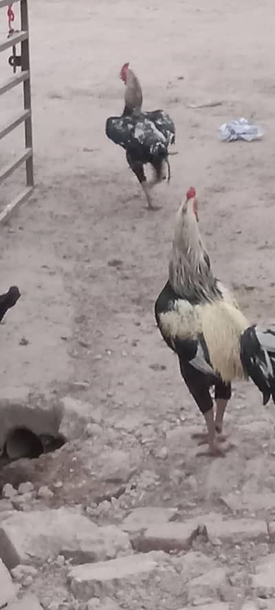 Ma Sha Allah  Murga  For sale location Gujrat  03144317210