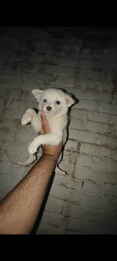 Russian Female Puppies Available