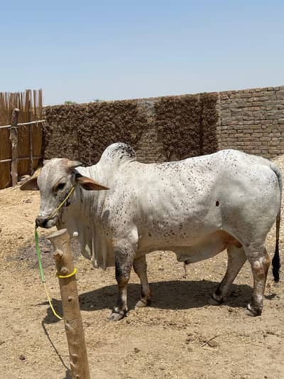 We are offering 3 premium Qurbani animals for sale