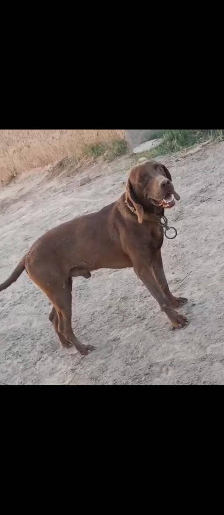Pointer Male 0