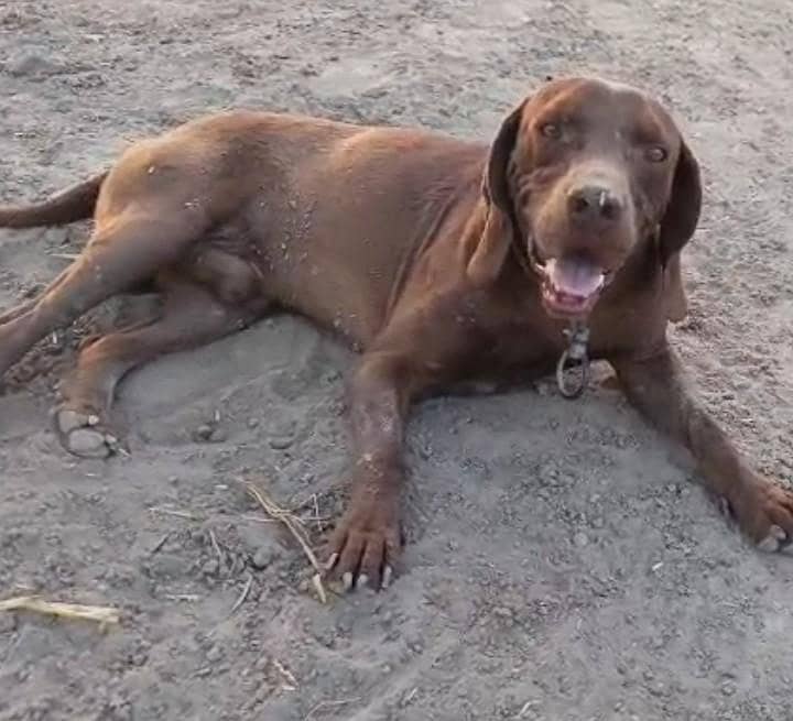 Pointer Male 1