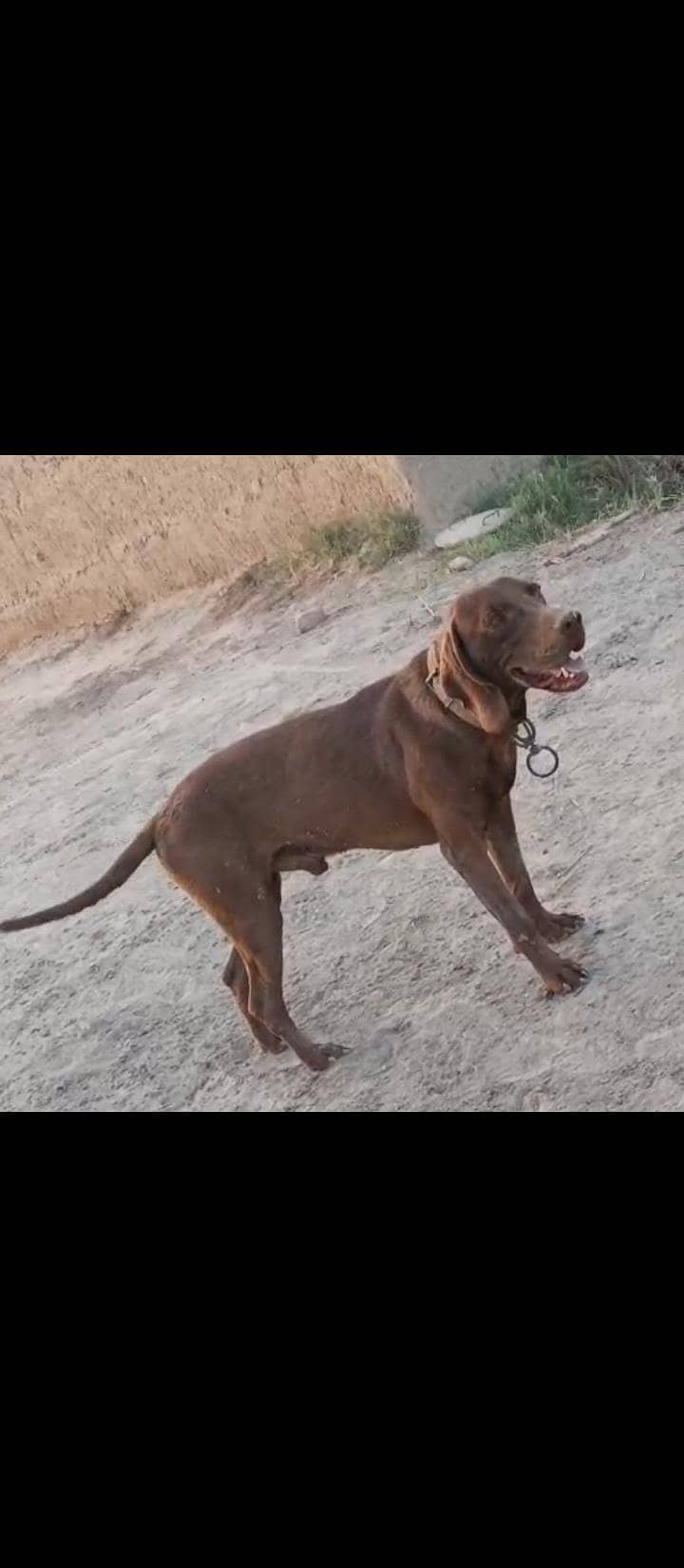 Pointer Male 2