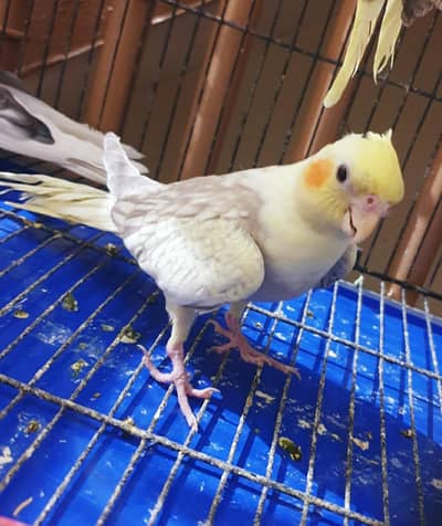 Cocktail male tamed