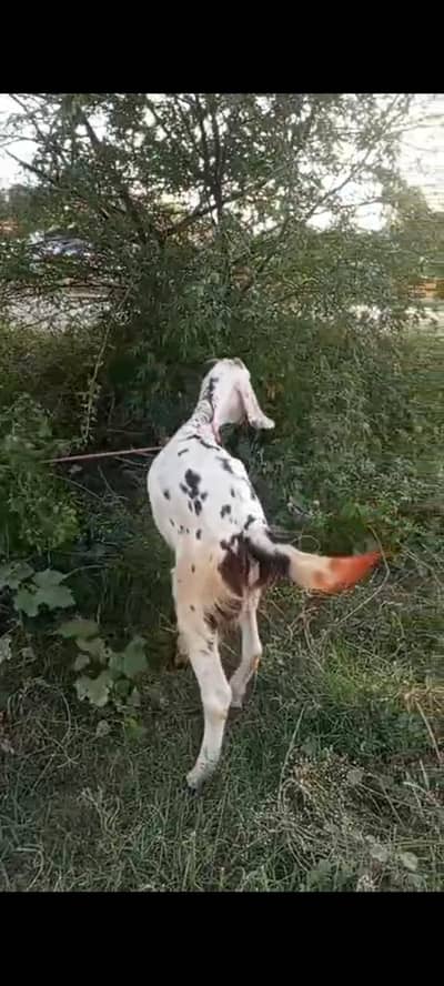 قربانی بکرا