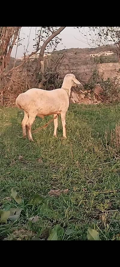 chakki dumba for sale