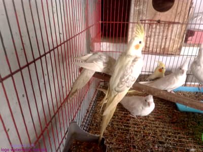location alipur chatha 03412954352 jis ne lene hyn bs wo hi rabta kare