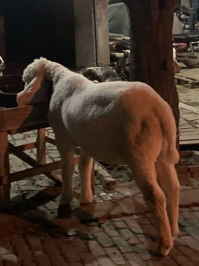 3 Kajlay chatray outstanding breed