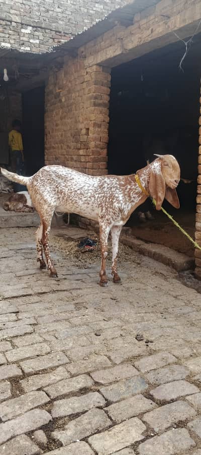 Bakri 6 dant path 03345909087