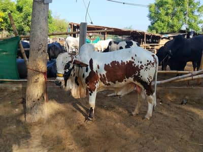 Punjab beauty bachra for sale