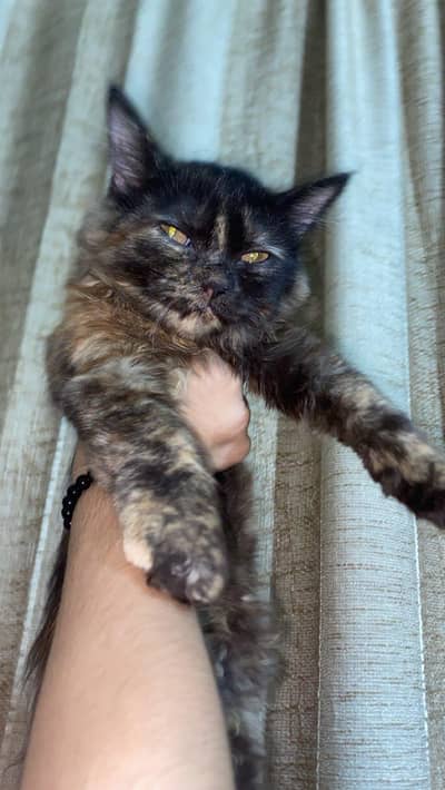 Playful & Fluffy Female persian Cat