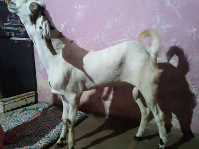 2 Dant bakra Achi nasal ka  for sale  in Malir Cantt