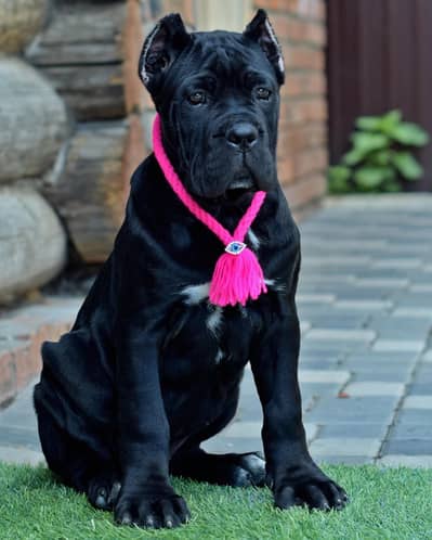 Cane Corso Puppy | cane corso Dog | Puppies | Imported Breed