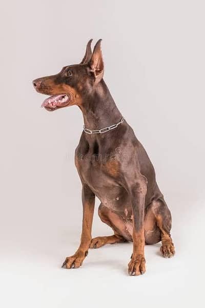 doberman breeder female