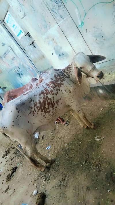 cow for Qurbani