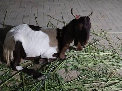 Qassi Bakra for sale 2026