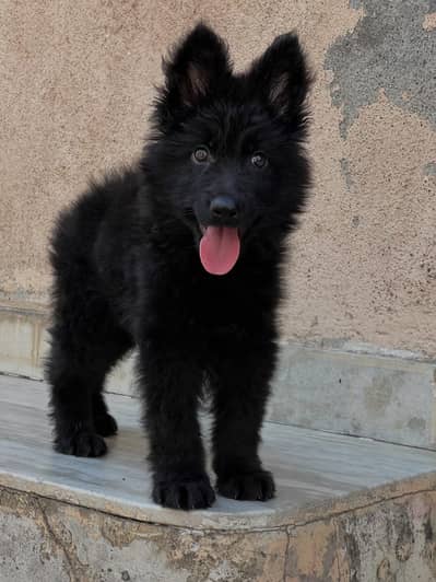 Black shepherd | gsd | Puppy | Shepherd Dog | Puppies | Long Coat