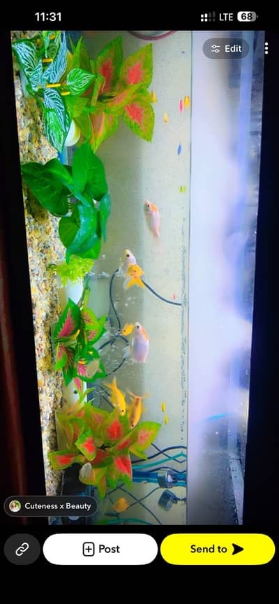 Beautiful Fish Aquarium 