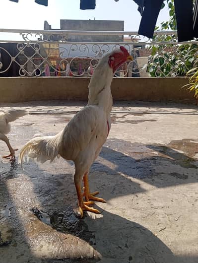 White King O Shamo  Pair and Separate Male  Available   03487174441