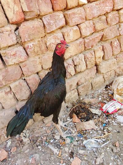 mushka black nok nali