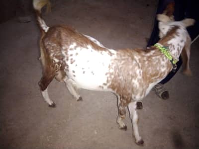 Healthy Spotted Male Goat for Sale – Qurbani/Eid Goat