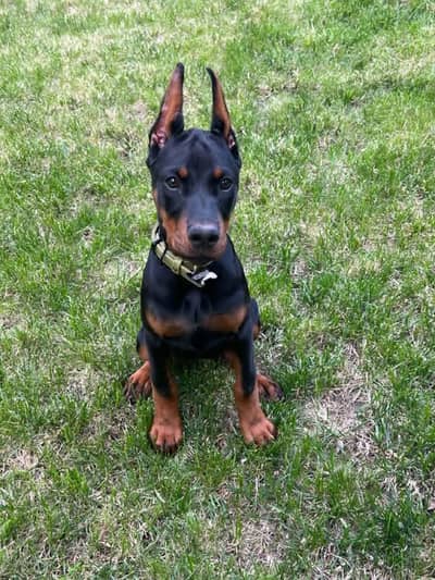 American Doberman Puppies | Dog Puppy For sale