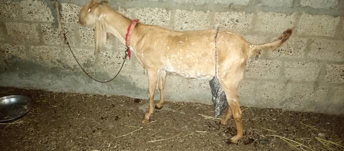 original breed Makkah chini