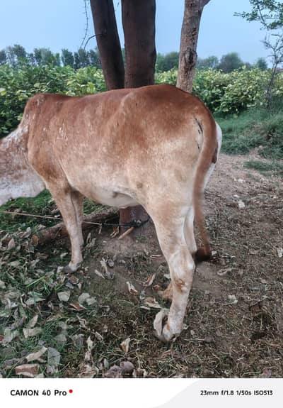 1 wuchiya or 1 bull dono 2 dant han