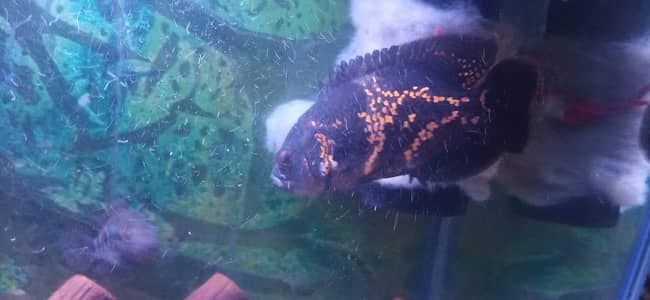 Tiger Oscar fish single piece