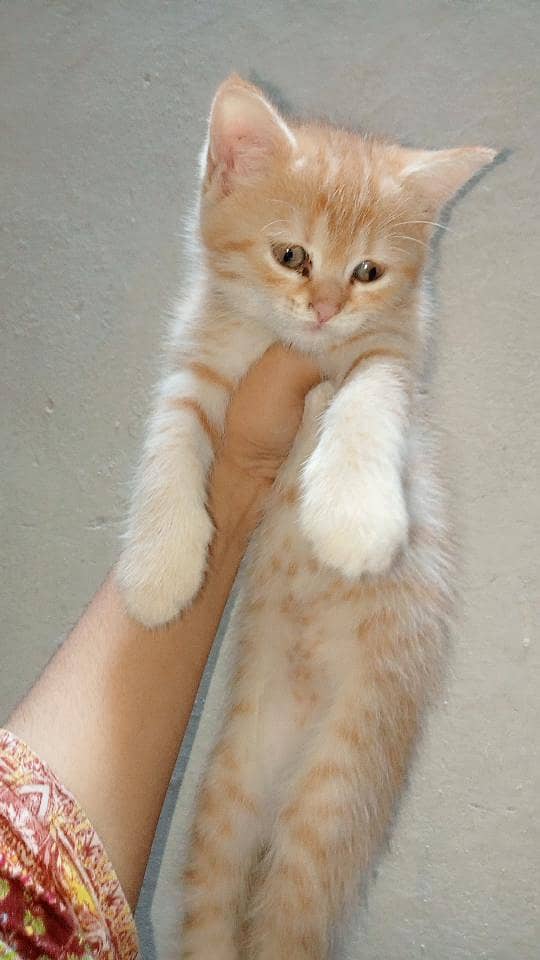 catss 0