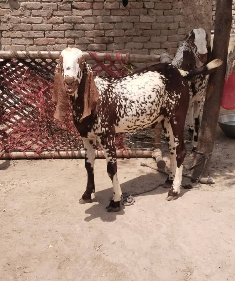 میرے پاس دو عدد بکرے ہیں ارجنٹ سیل کر 0