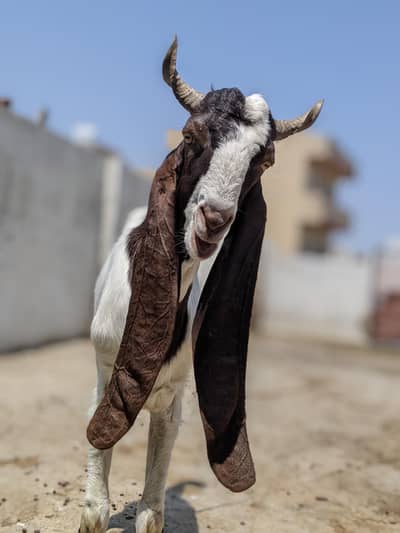 sindi bakra healthy and beautiful  2 dant