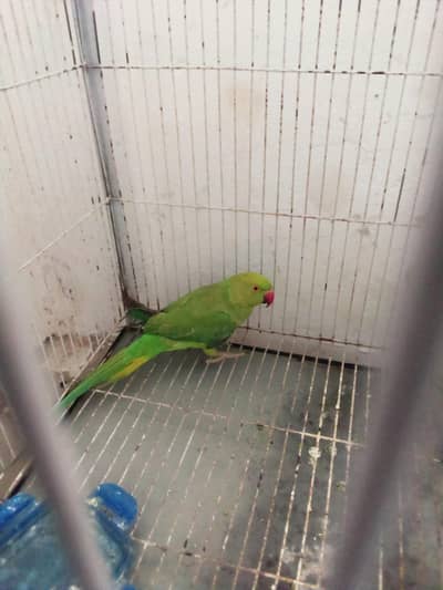 parrot