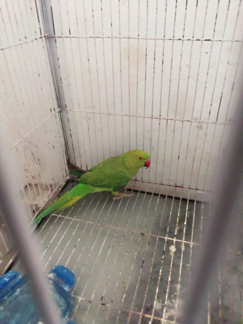 parrot 0