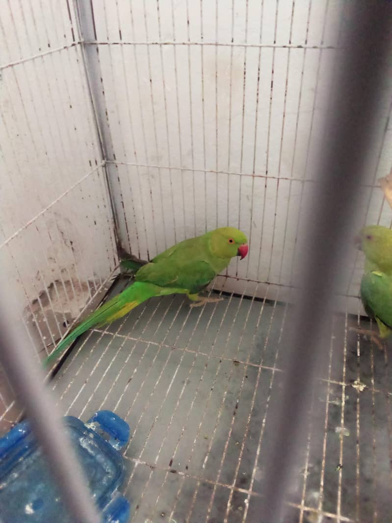 parrot 1