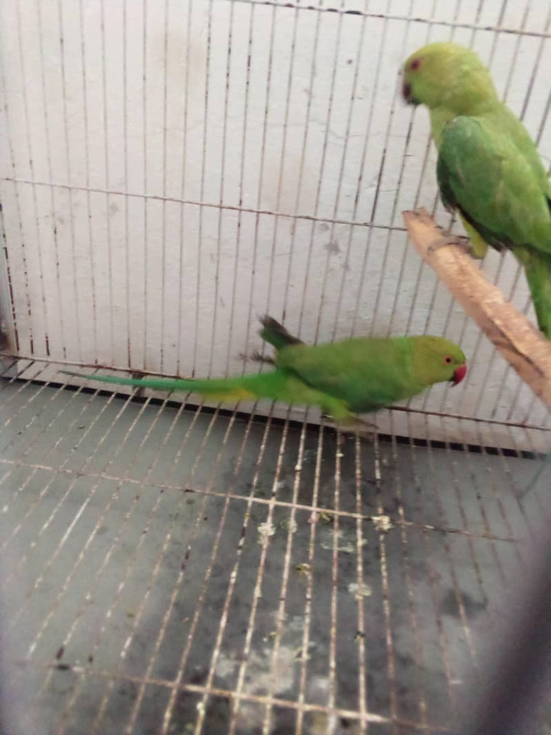 parrot 2