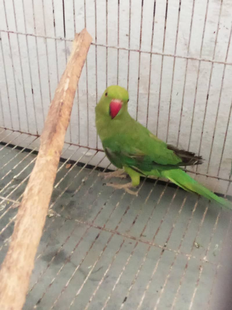 parrot 3